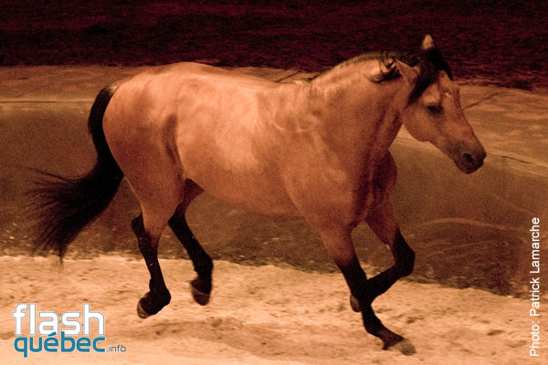 PremiÃ¨re du magnifique spectacle de Cavalia au Quartier dix-trente sous les chapiteaux - Aucune utilisation permise de cette image n\'est permise sans l\'autorisation Ã©crite du photographe - patrick@flashquebec.ca